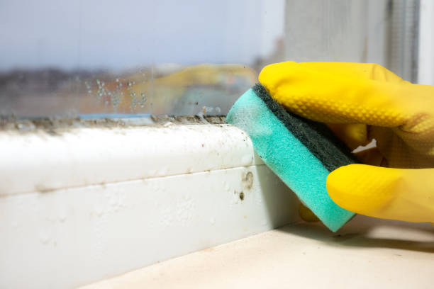 Why You Should Choose Our Mold Remediation Services in Davenport, IA